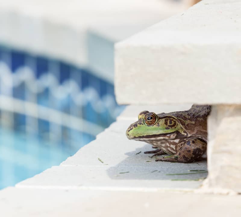 bull frog at swimming pool edge